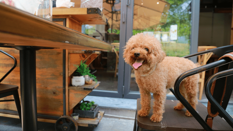 Dog on a Chair