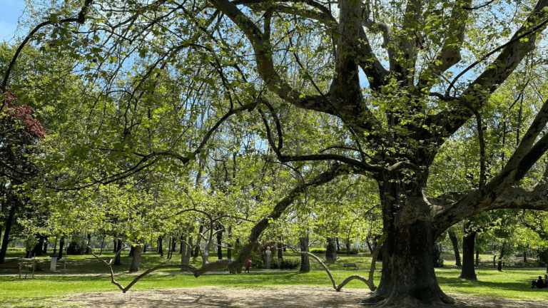 Big Tree