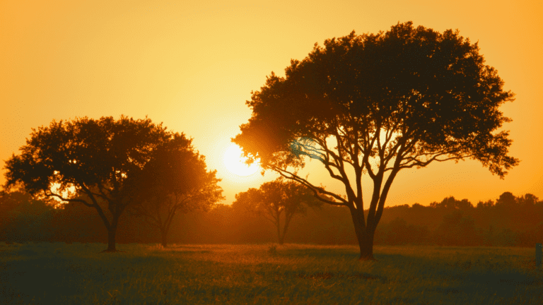 Orange Sunset Behind the two big Trees