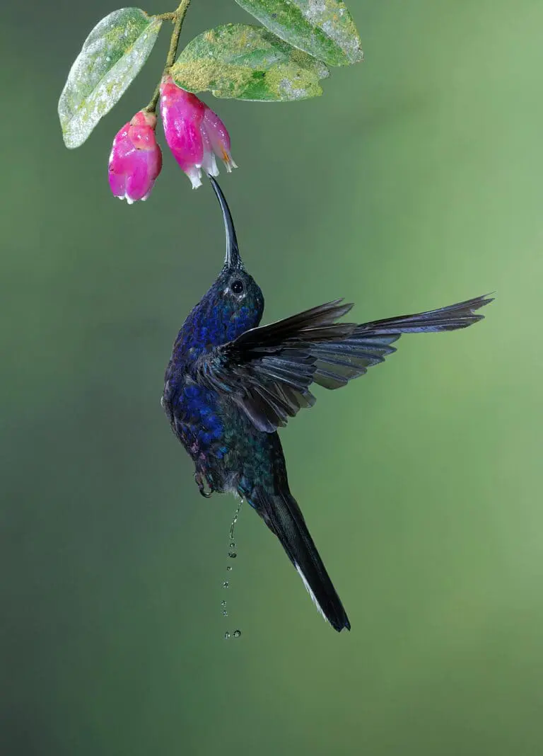 Bird getting nectar from flower